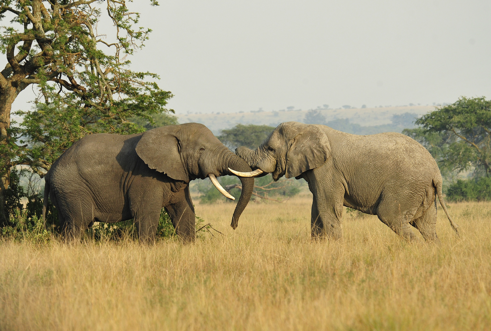 Buyers of Elephant Ivory – Poaching Facts1600 x 1080