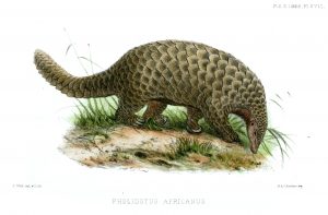 Giant Pangolin by Joseph Wolf (PD)