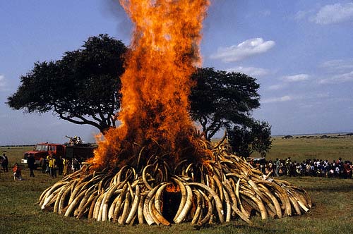 Ivory_burn_in_Nairobi_Kenya-1989 Ivory burn in Nairobi Kenya 1989