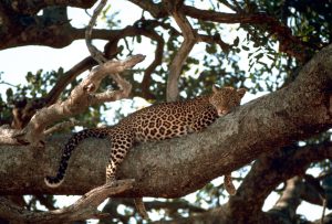 Leopard on the tree US GOV PD