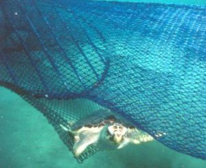 Loggerhead Sea Turtle escaping TED net