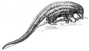 Long-tailed-pangolin-Manis-tetradactyla1to14_natural-size-Schuppentier_drawing-PD