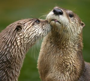 Lutra Canadensis by Dmitry Azovtsev