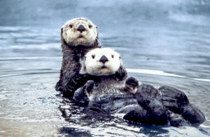 Sea_otter_pair2-by_Ed_Bowlby_NOAA_research_coord