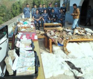 Tiger_and_leopard_skin_bust_in_Nepal-Interpol