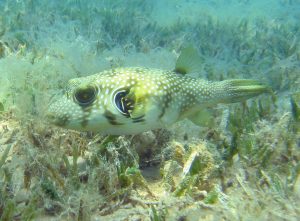 White spotted puffer (PD)