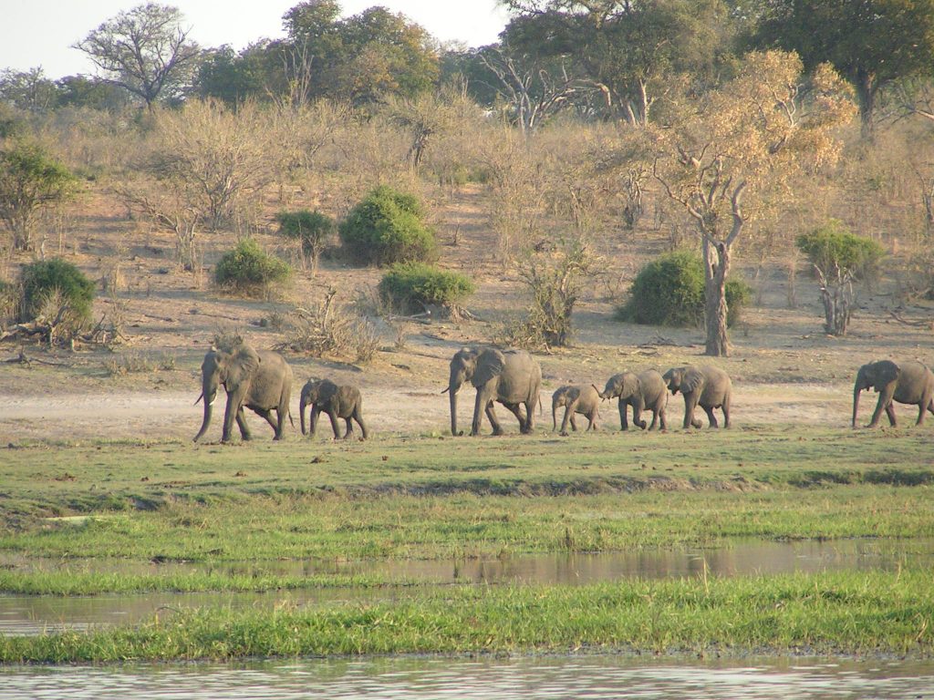 Herd of African Elephants Herd of African Elephants (USGOV-PD)