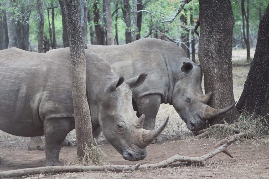 African_White_Rhino_03-USGOV