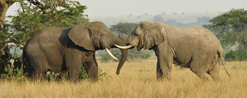 Elephant Poaching Header (PD)