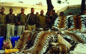 Largest big cat seizure takes place in Khaga India in 2000 - EIA Tiger Skin Trail