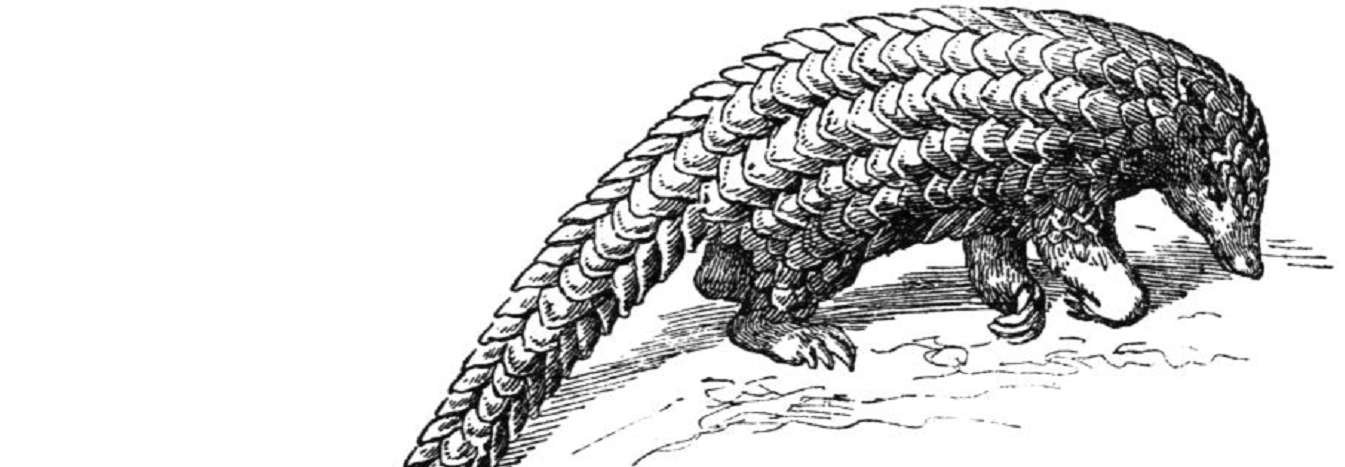 Long-tailed pangolin Manis tetradactyla Schuppentier drawing (PD)