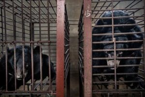 MongLa market-Bears kept in cages producing bile - by Minzayar Oo