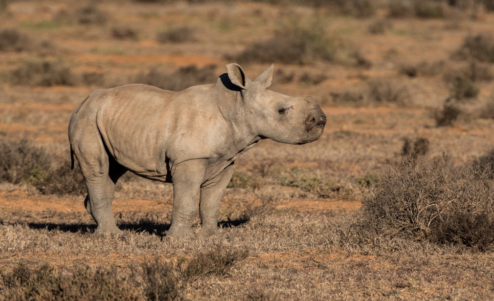 New female rhino calf. Photo by Jody Bloomer.