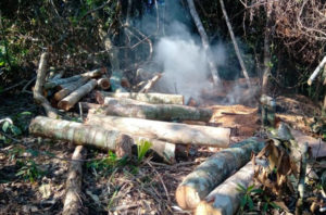 Logs in a Colombian forest. - INTERPOL