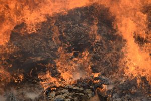 Pangolin scale burn in Cameroon 1 - Kenneth-Cameron - USFWS