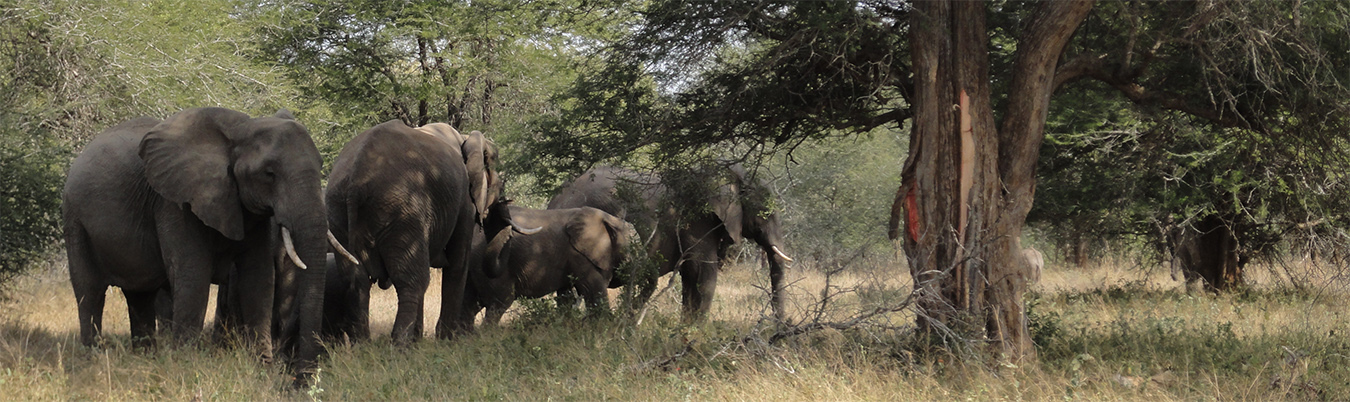 Elephants in South Africa's Kruger NP