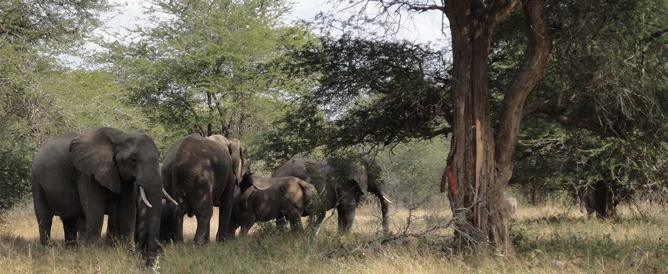 Elephants in Kruger National Park