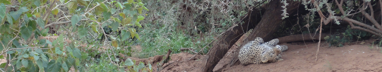 Leopard Poaching Header Leopard Poaching Header