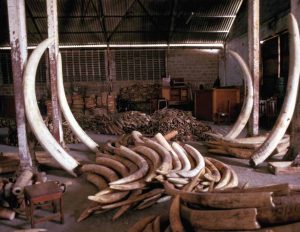 Tanzania's ivory stockpile in 1988. Source: EIA - Vanishing Point (page 9).