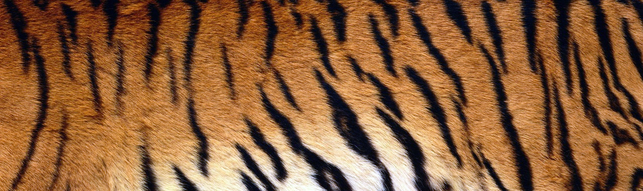 SPECIAL REPORT: Clawing back the tiger population