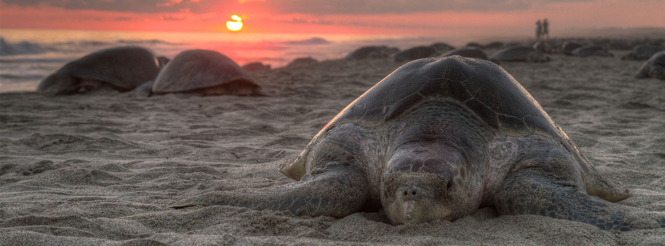 Turtle golfina escobilla in Oaxaca Mexico by Claudio Giovenzana (2010)