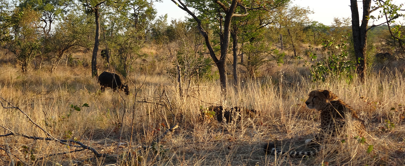 Sylvester the Cheetah, Zimbabwe