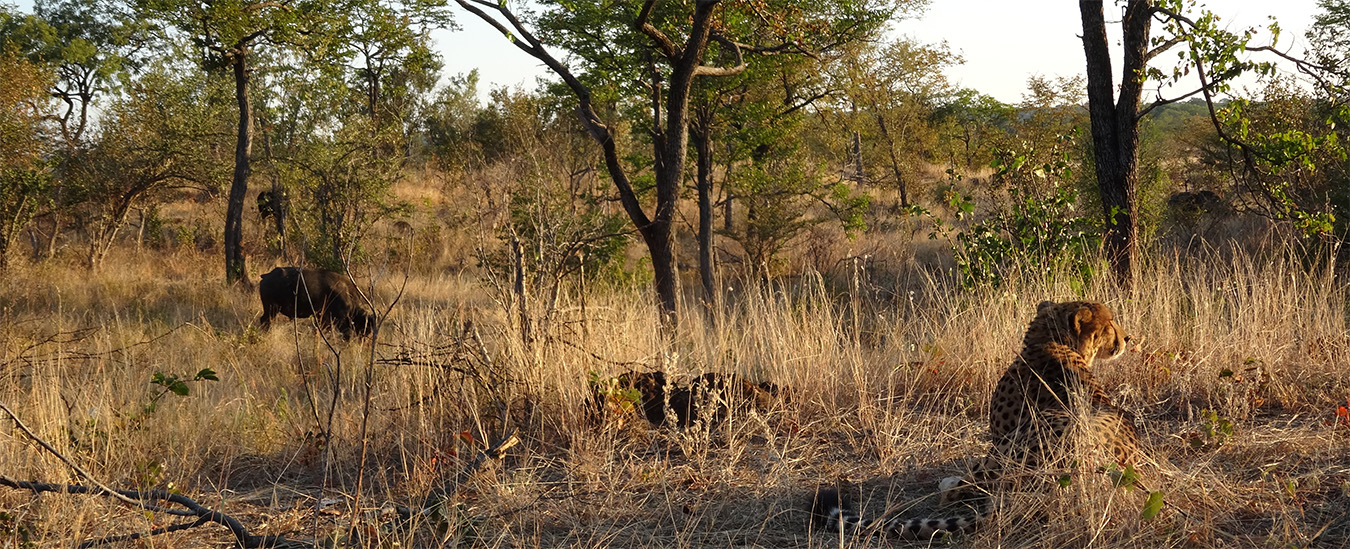 Sylverster, Cheetah in Zimbabwe